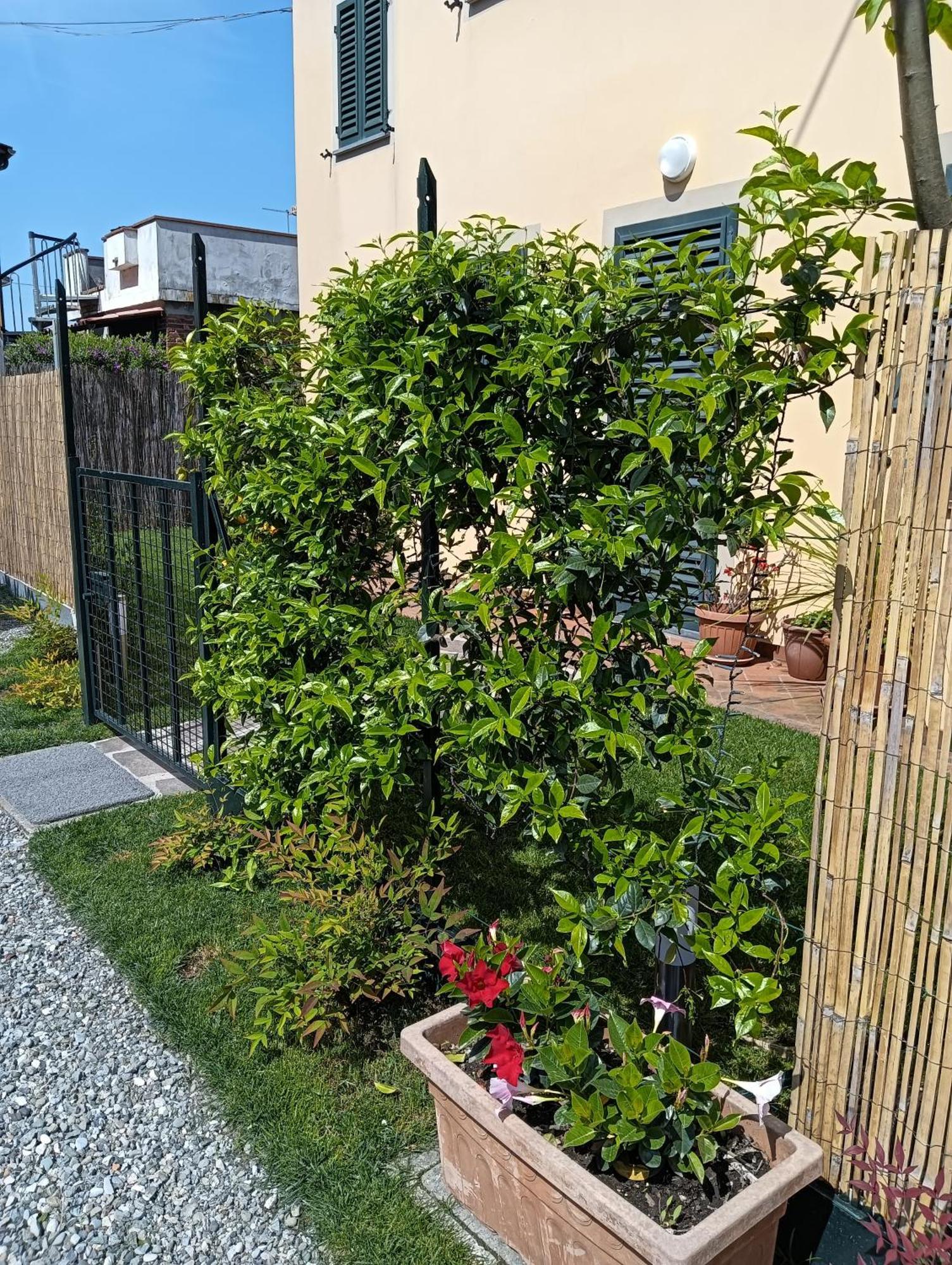 Casa Vacanze Rustico Di Corte Capannori Exteriör bild